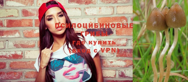 шишки Абаза